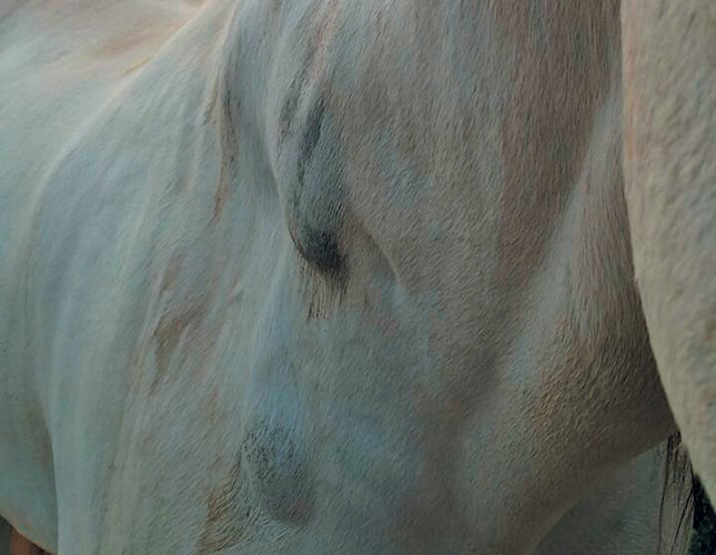 Helping a horse recover from injury Helping a horse recover from injury
