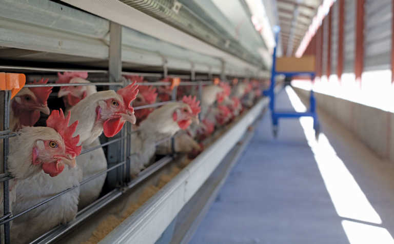 Western Cape counts the cost of drought and bird flu