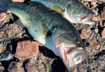 Bass: an easy-to-breed alternative in aquaculture