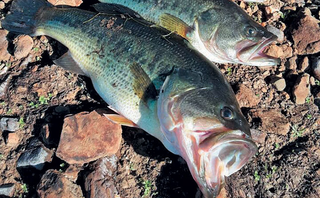 Bass: an easy-to-breed alternative in aquaculture