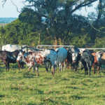 Lack of land hampers top developing farmers