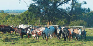 Lack of land hampers top developing farmers