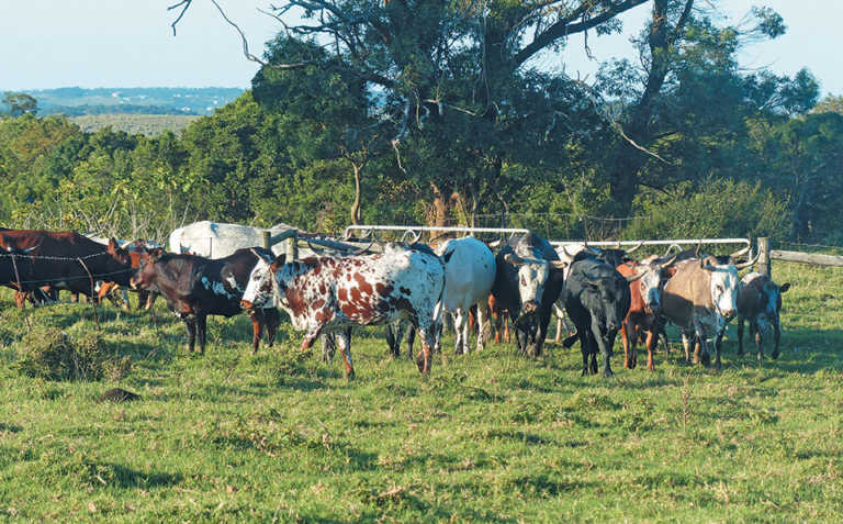 Lack of land hampers top developing farmers