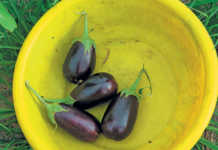 Getting started with brinjals