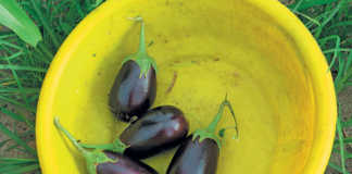 Getting started with brinjals