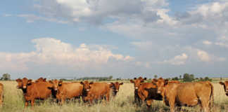 Crime stats show an increase in stock theft
