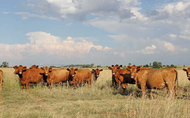 Crime stats show increase in stock theft
