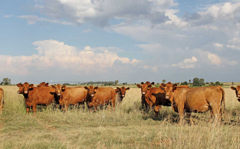 Crime stats show increase in stock theft Crime stats show increase in stock theft