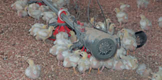 Big boost for Rwandan poultry production