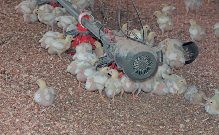 Big boost for Rwandan poultry production Big boost for Rwandan poultry production