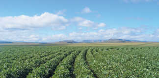 The benefits of soya bean production in South Africa
