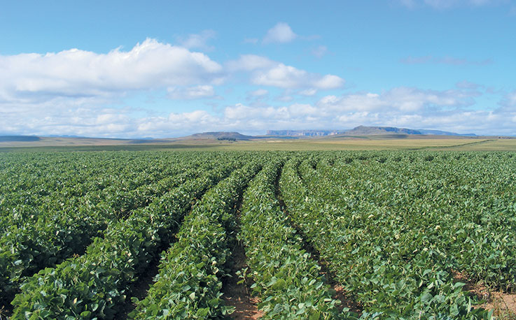 The benefits of soya bean production in South Africa