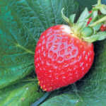 Strawberries: overcoming the stumbling blocks