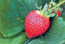 Strawberries: overcoming the stumbling blocks