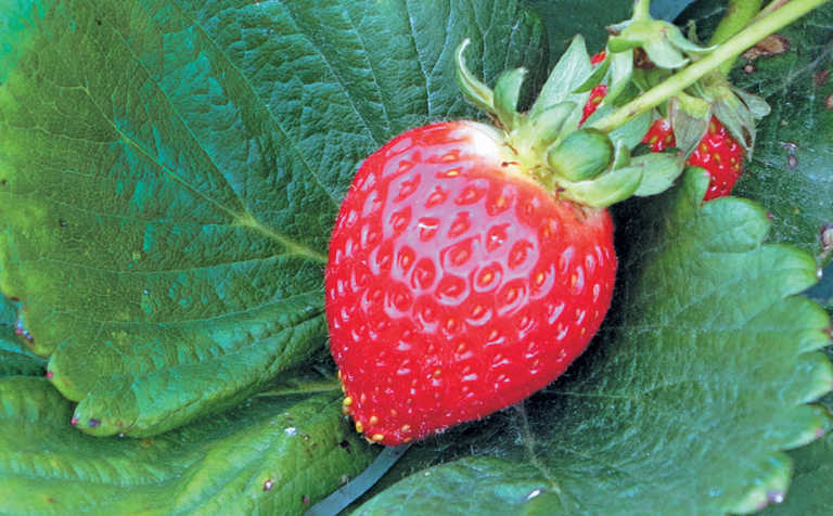 Strawberries: overcoming the stumbling blocks Strawberries: overcoming the stumbling blocks