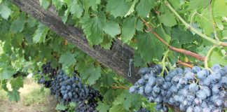 Stable outlook for table grape harvest, despite drought