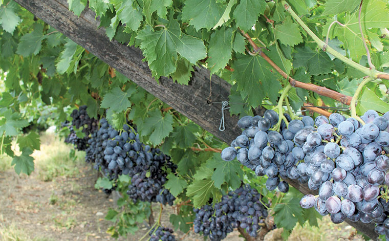 Stable outlook for table grape harvest, despite drought Stable outlook for table grape harvest, despite drought