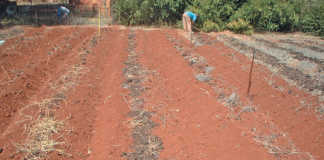 Preparing your vegetable patch