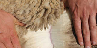 Join the Merino Sheep & Wool Experts Society