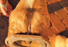 The fundamentals of hoof care