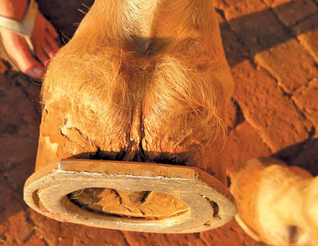 The fundamentals of hoof care