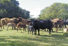 Boran: A no-fuss, no-hassle breed