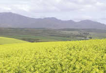 Canola