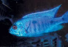 Why aquaculture is stressful for fish