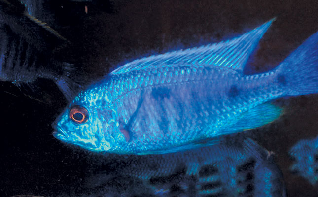 Why aquaculture is stressful for fish Why aquaculture is stressful for fish