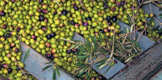 Olive oil success through innovation