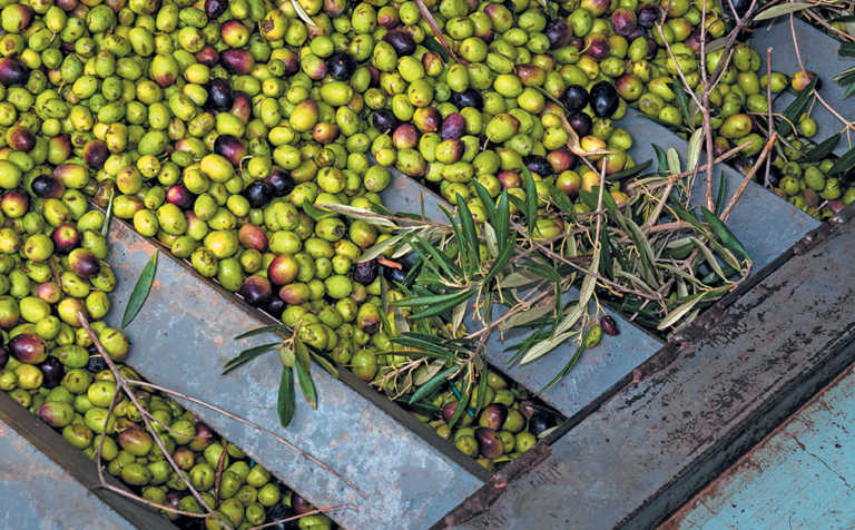 Olive oil success through innovation