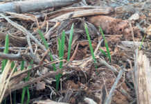 Using no-till practices for long-term sustainability