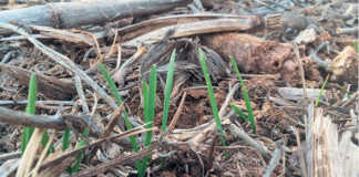 Using no-till practices for long-term sustainability