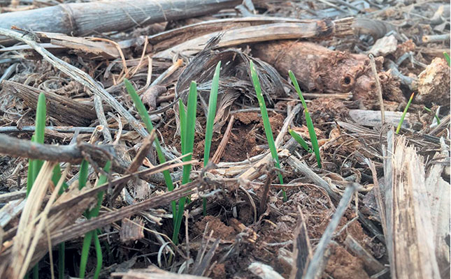 Using no-till practices for long-term sustainability