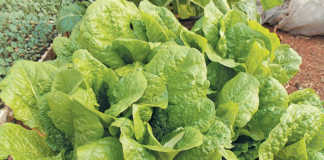 Growing lettuce at home