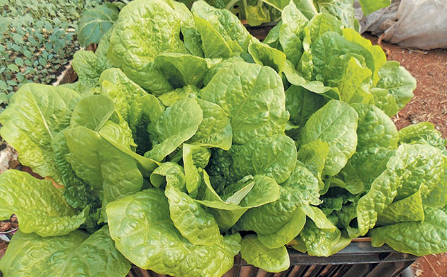 Growing lettuce at home