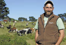 Beef production: commercial Nguni success on leased land