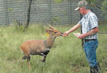 A step-by-step guide to intensive bushbuck breeding