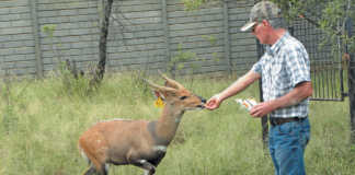 A step-by-step guide to intensive bushbuck breeding