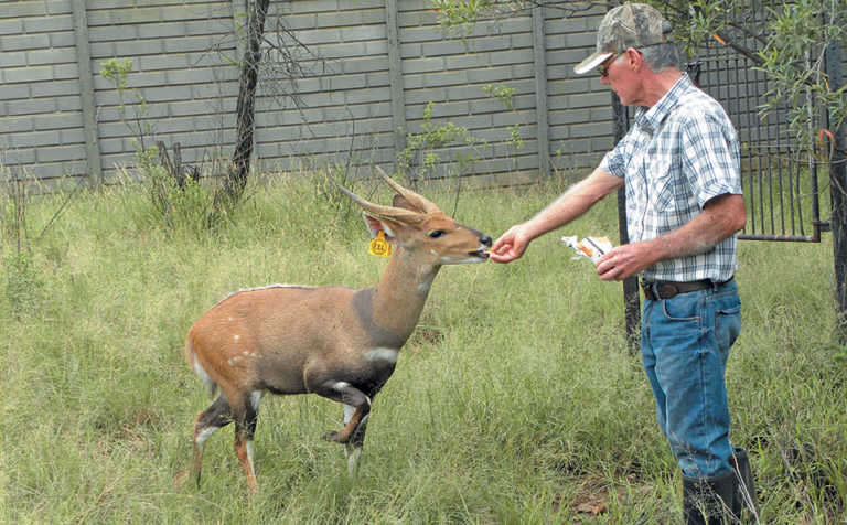 A step-by-step guide to intensive bushbuck breeding