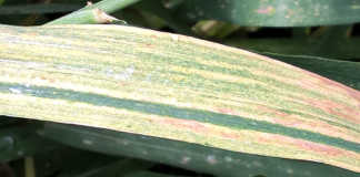 Signs of wheat leaf disease