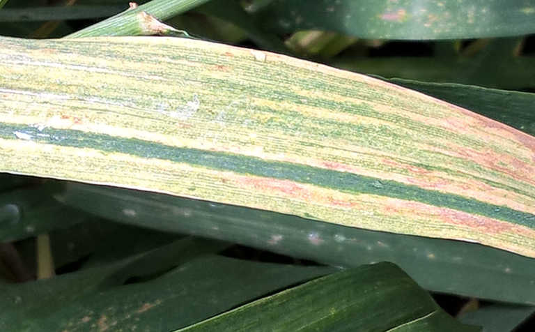 Wheat leaf disease, a potential threat
