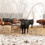 canada Red and black angus cattle