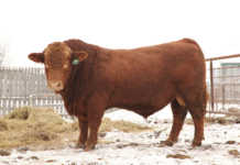Red Simmentaler bull