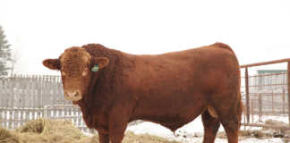 Red Simmentaler bull