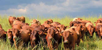 Drought impacts red meat prices in Western Cape