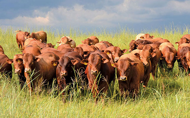 Drought impacts red meat prices in Western Cape