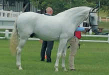 Breeding your mare