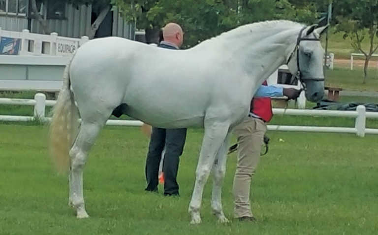 Breeding your mare Breeding your mare