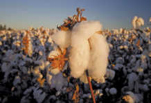 Cotton gains ground with up-to-date harvesting tech